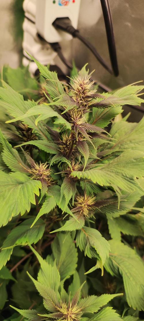 Ducksfoot. Week 9