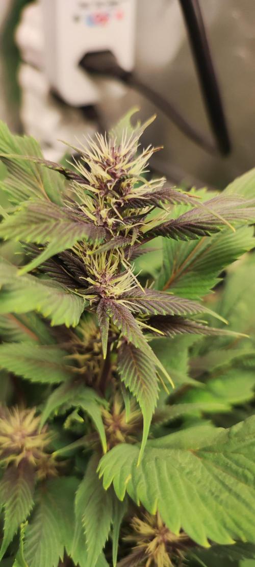 Ducksfoot. Week 9