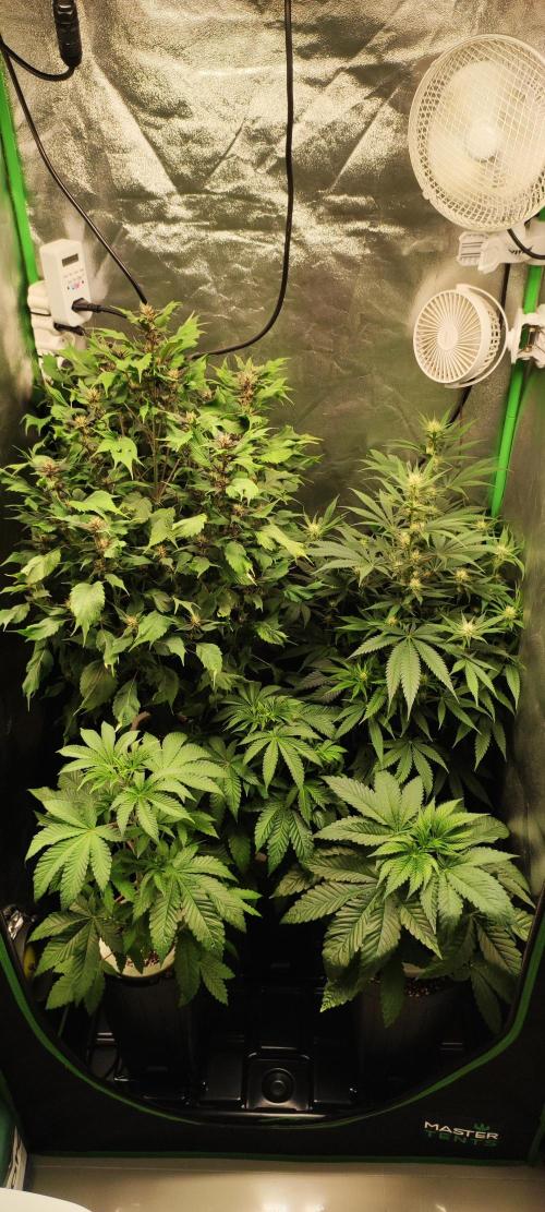 Ducksfoot. Week 9