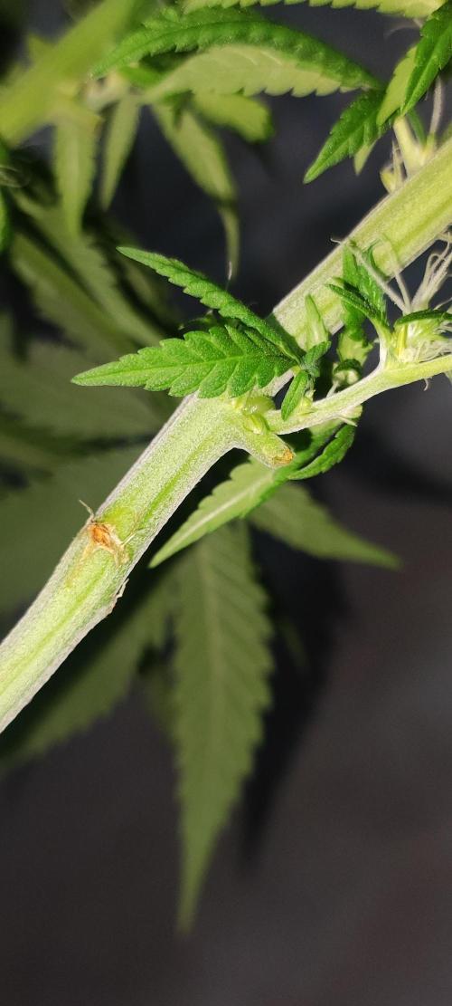 Oh my God!. Week 10