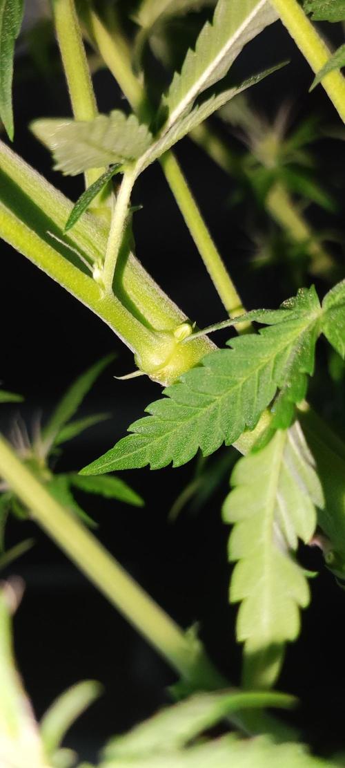 Oh my God!. Week 10