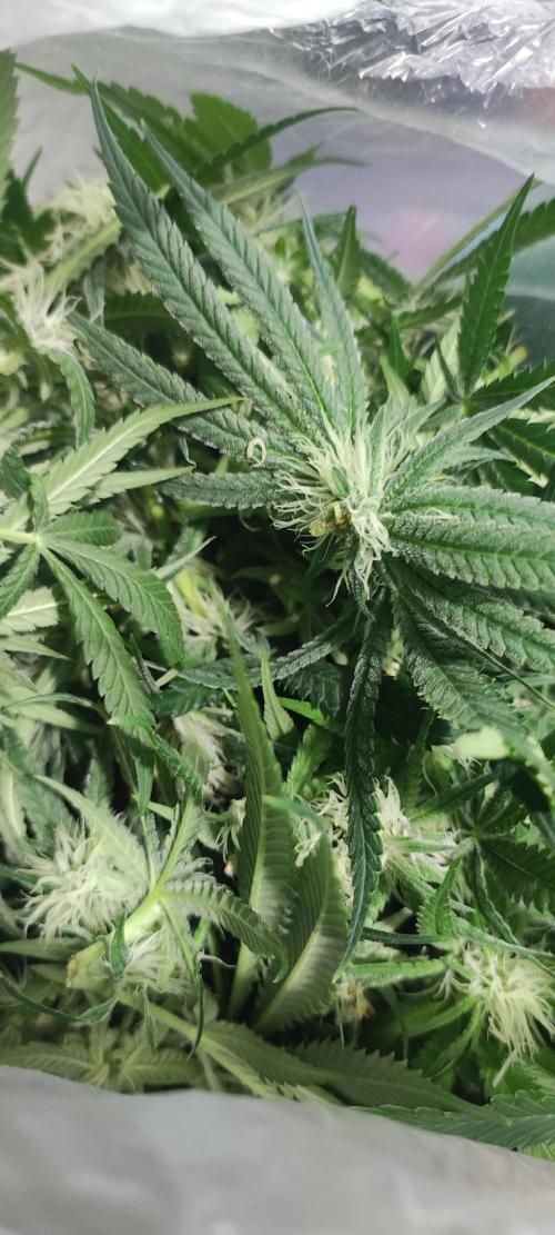 Oh my God!. Week 10