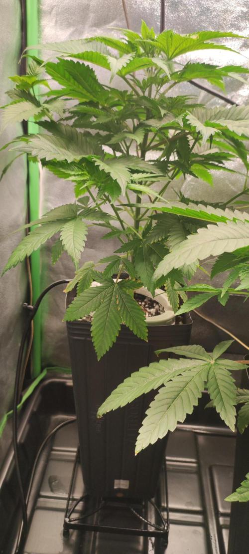 Zkittlez. Week 4