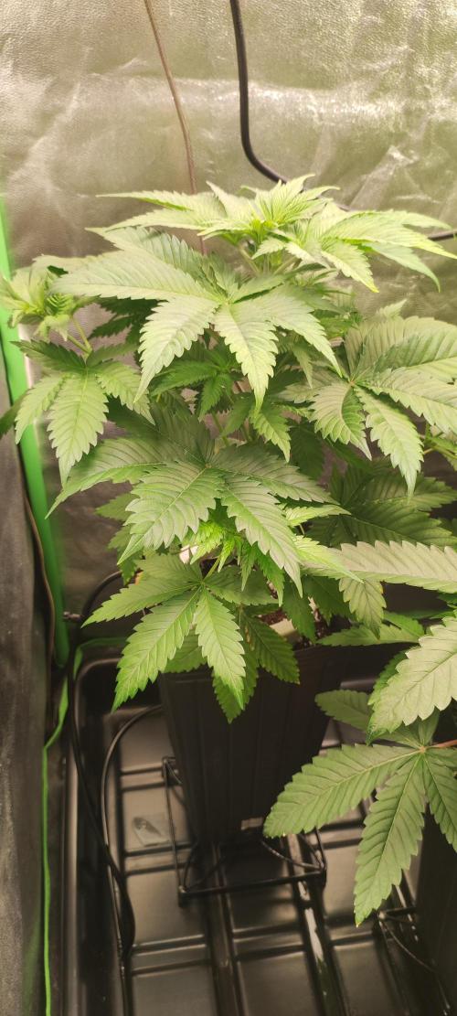 Zkittlez. Week 4