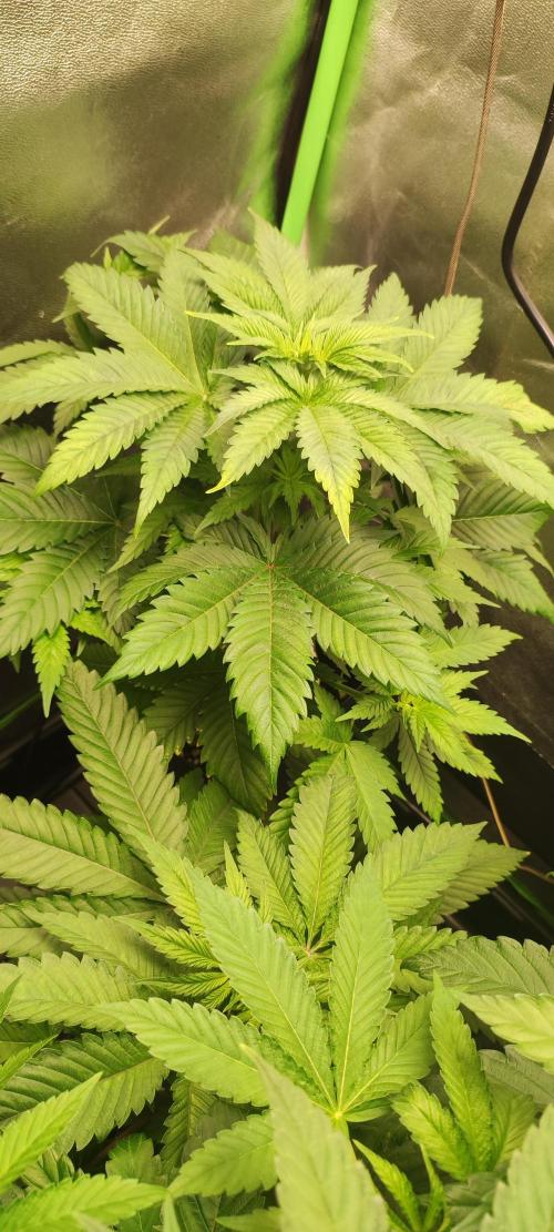 Zkittlez. Week 4