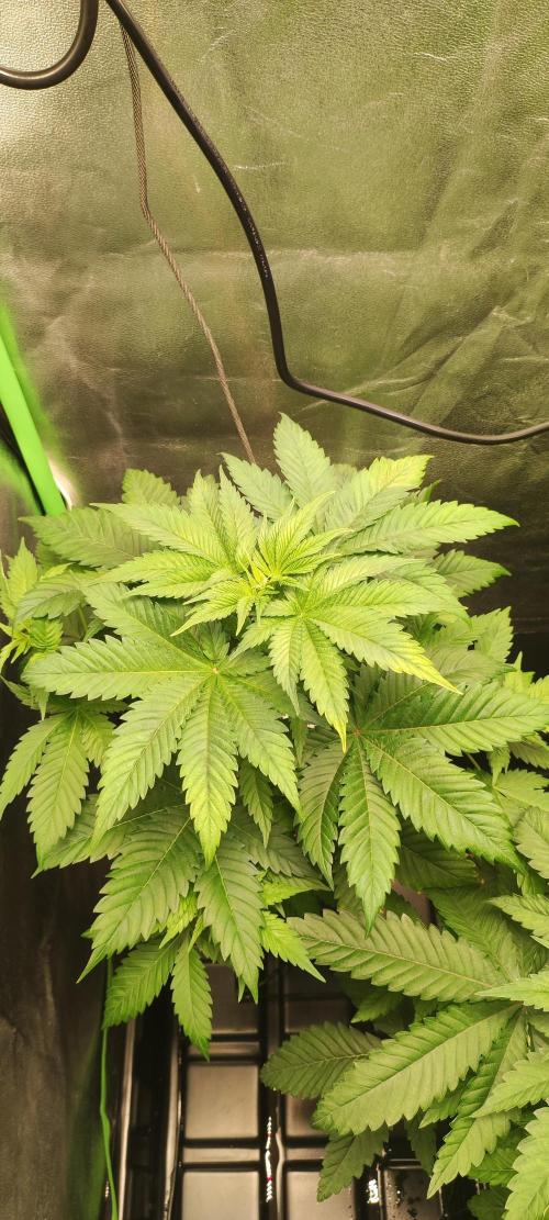 Zkittlez. Week 4