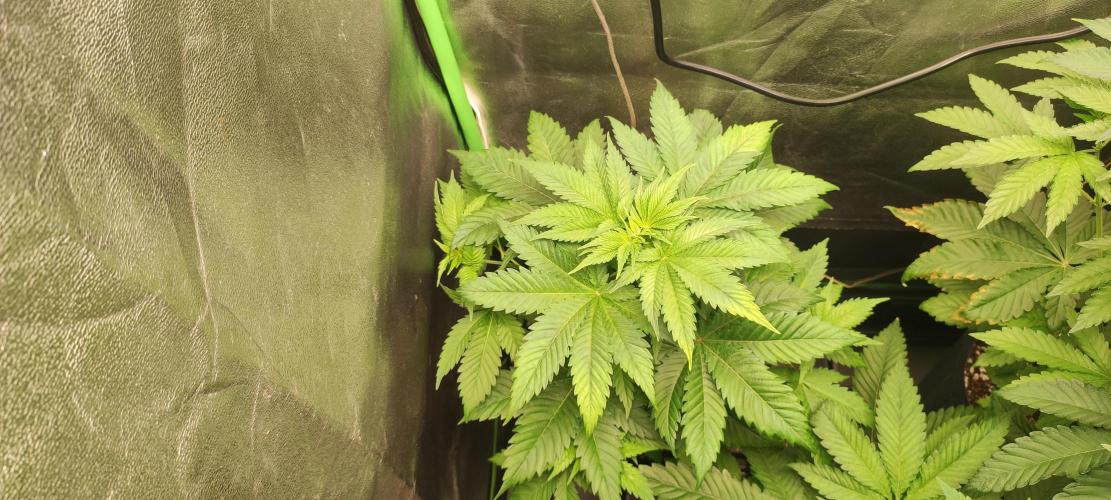 Zkittlez. Week 4