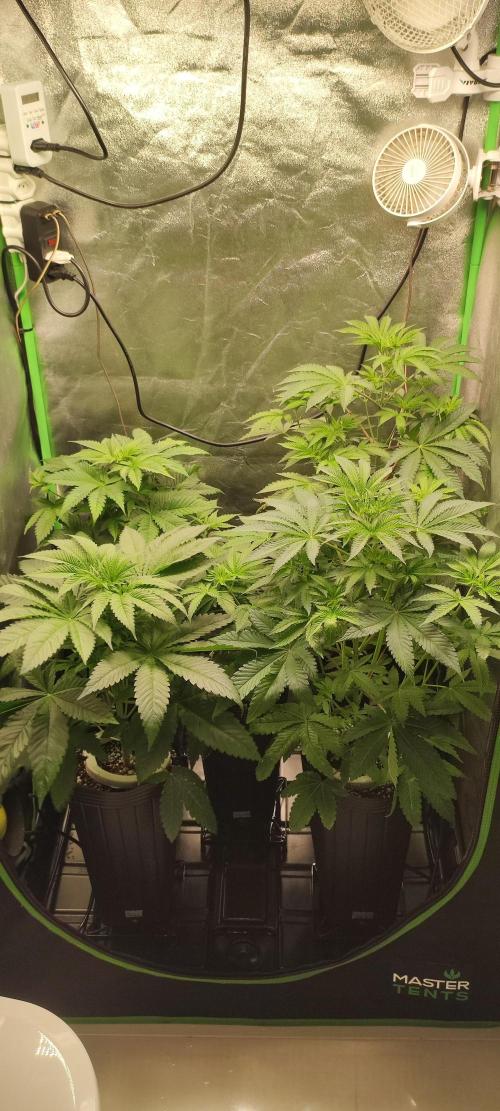 Zkittlez. Week 4