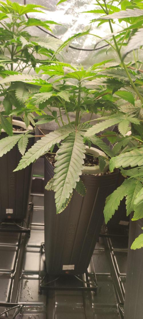 White Widow. Week 4