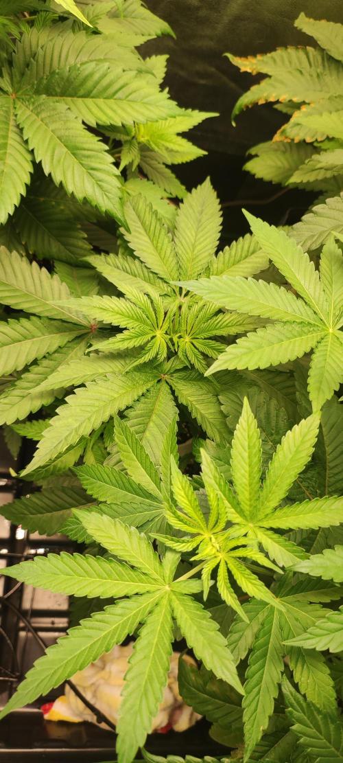 White Widow. Week 4