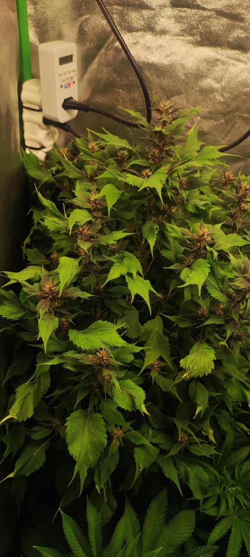 Ducksfoot. Week 10
