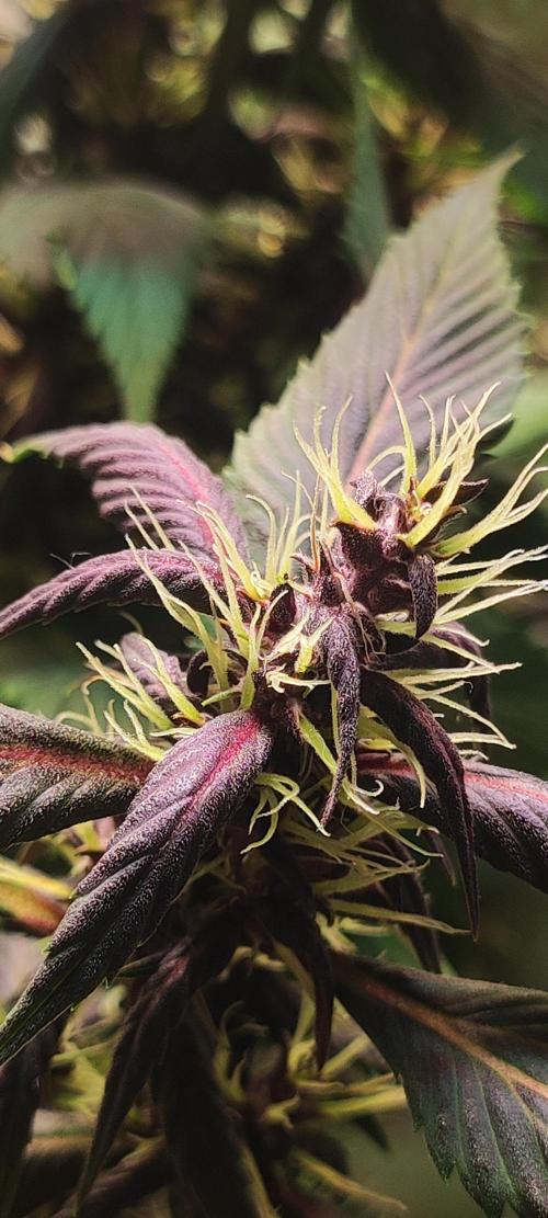 Ducksfoot. Week 10