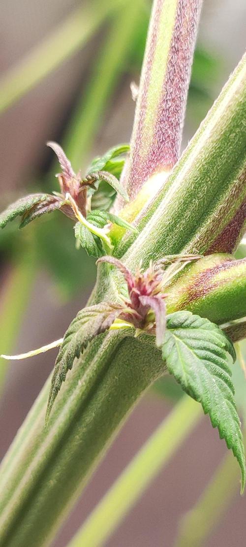 Ducksfoot. Week 10