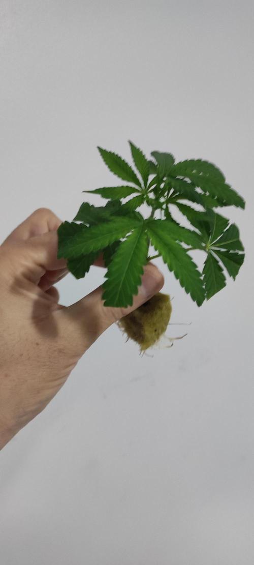 Grape Pie #1. Week 1