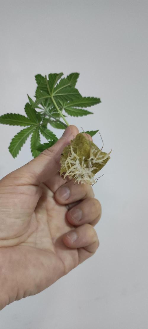 Grape Pie #1. Week 1