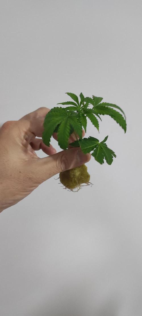Grape Pie #1. Week 1