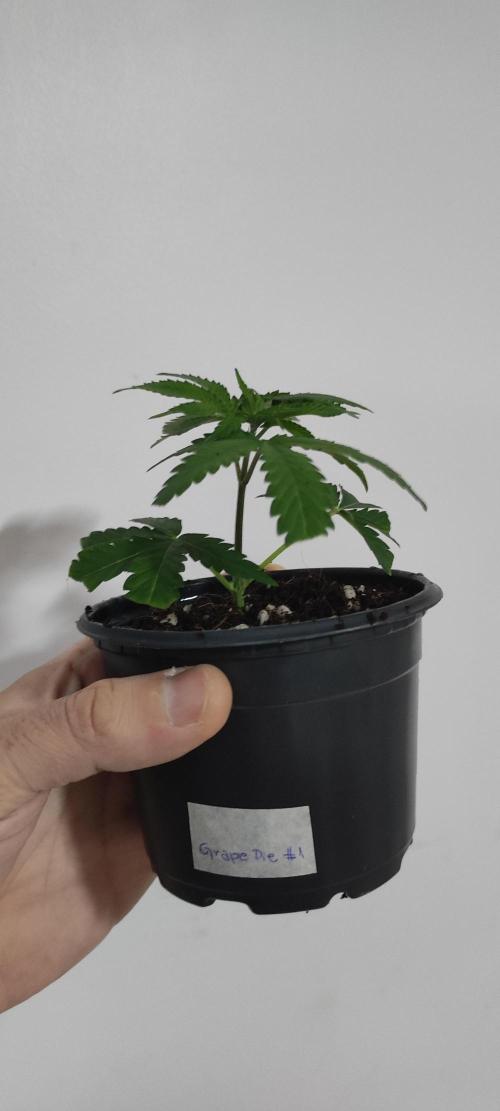 Grape Pie #1. Week 1