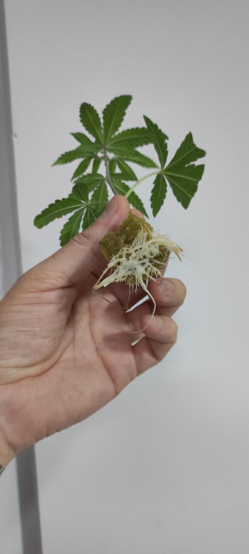 Banana Kush #1. Week 1