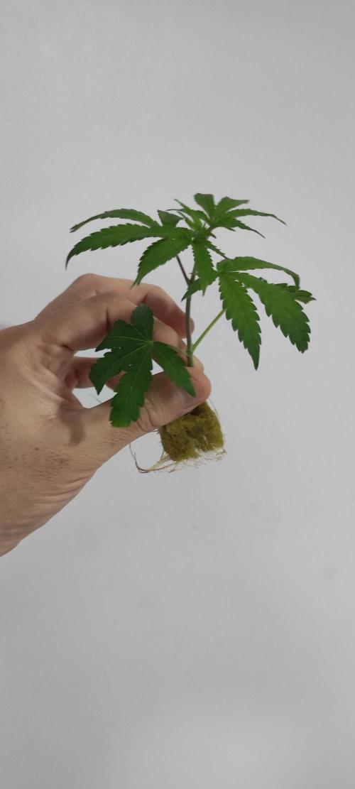 Banana Kush #1. Week 1