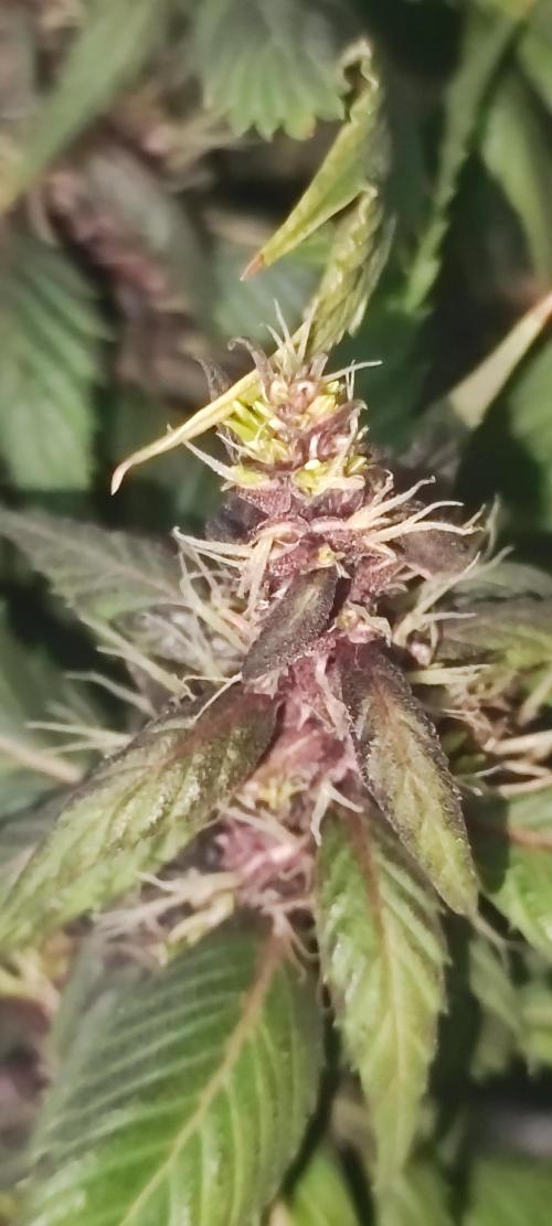 Ducksfoot. Week 11