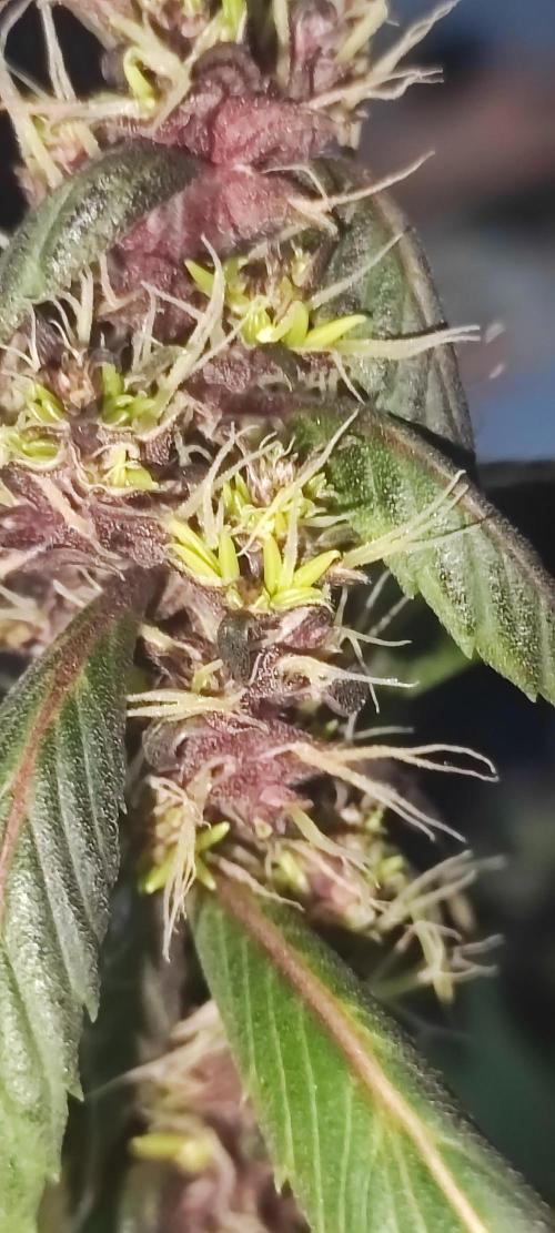 Ducksfoot. Week 11