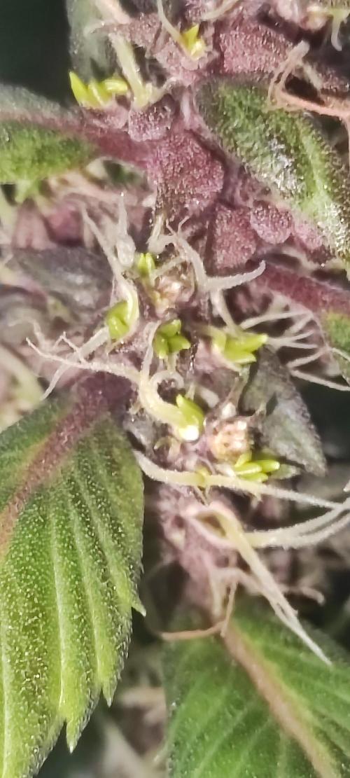 Ducksfoot. Week 11