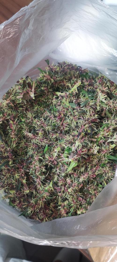 Ducksfoot. Week 11