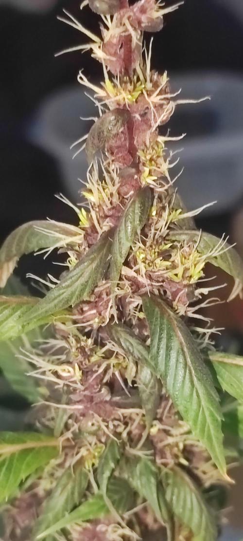 Ducksfoot. Week 11