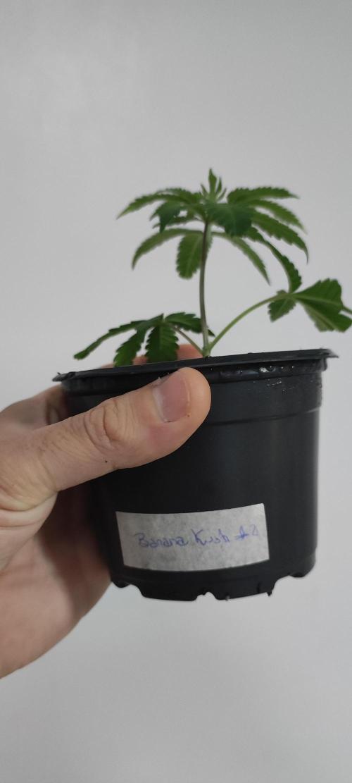 Banana Kush #1. Week 1