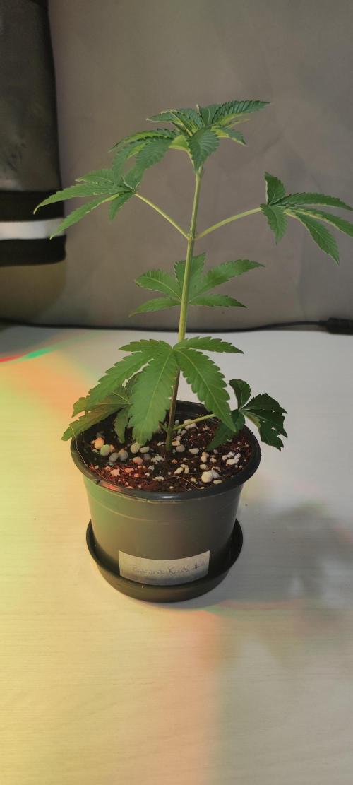 Banana Kush #1. Week 1