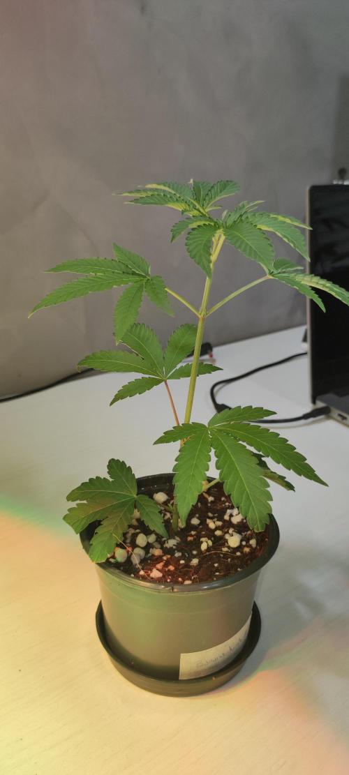 Banana Kush #1. Week 1