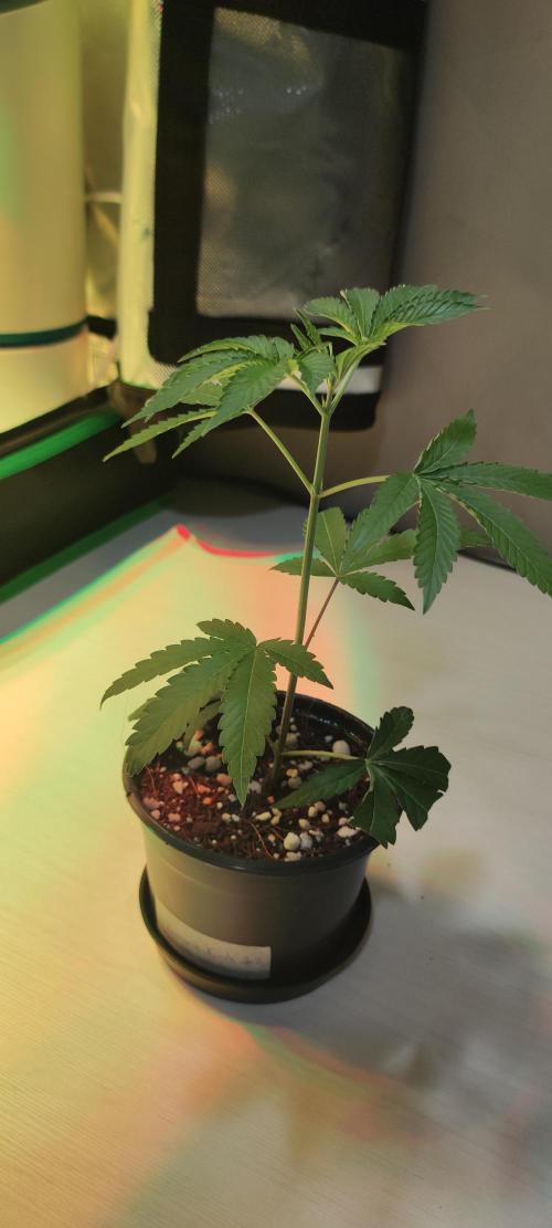 Banana Kush #1. Week 1