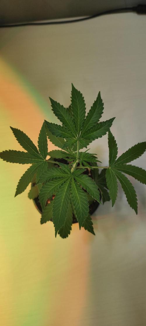 Banana Kush #1. Week 1