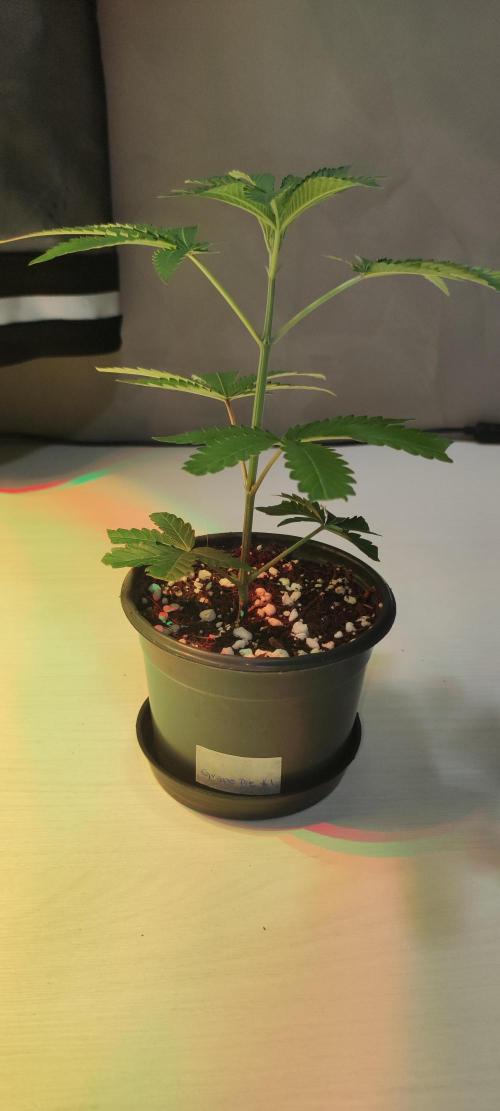 Grape Pie #1. Week 1