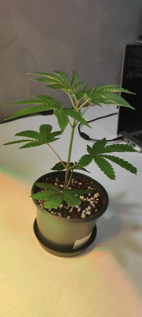 Grape Pie #1. Week 1
