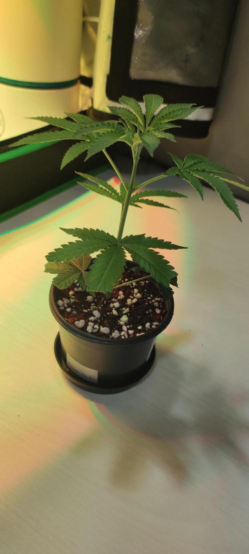 Grape Pie #1. Week 1