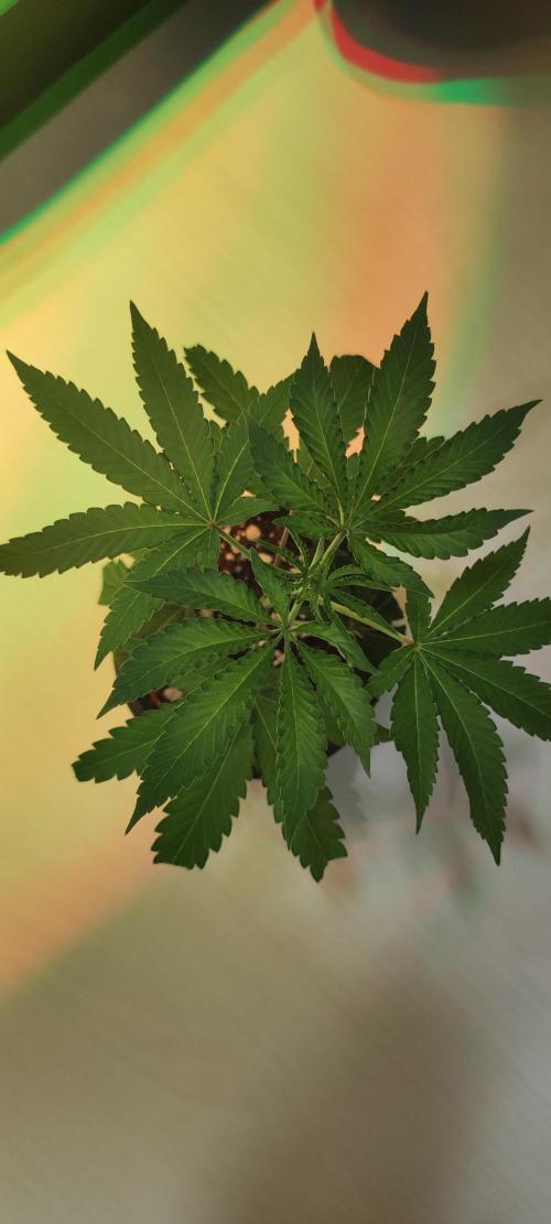 Grape Pie #1. Week 1