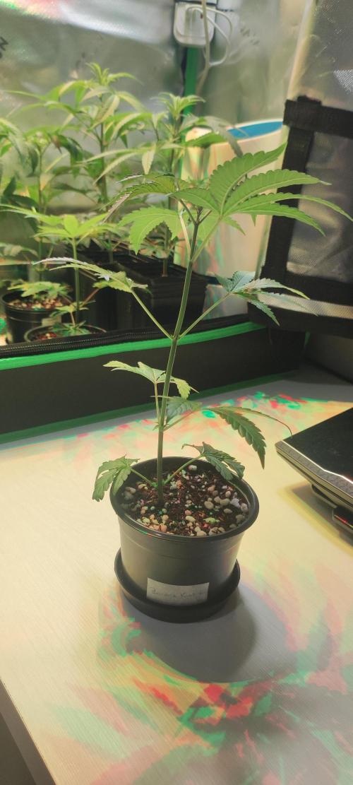 Banana Kush #1. Week 2