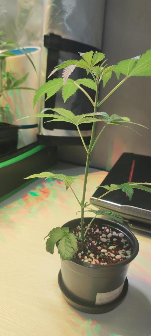 Banana Kush #1. Week 2
