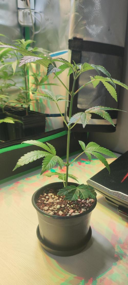 Banana Kush #1. Week 2