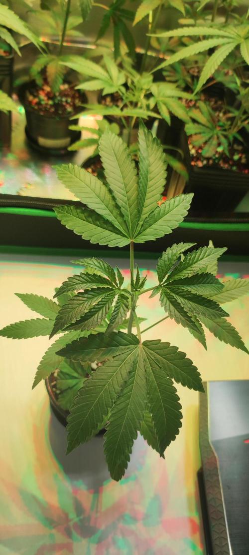 Banana Kush #1. Week 2