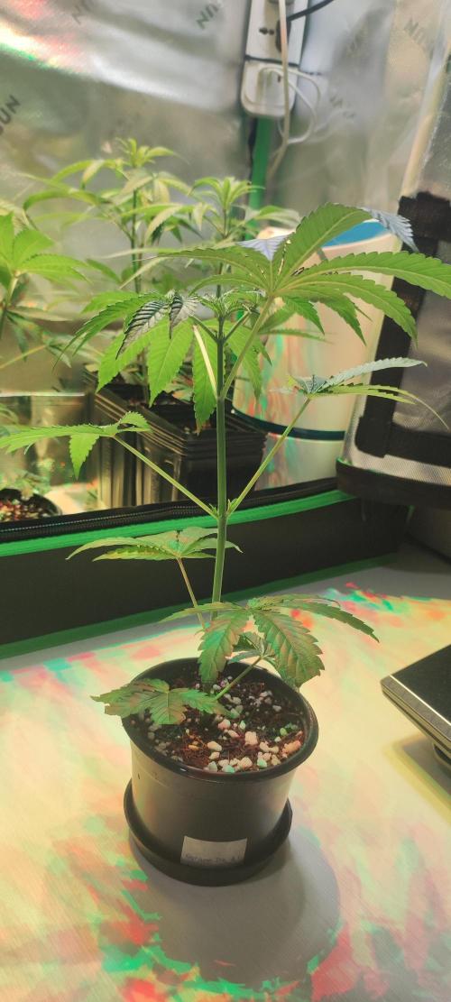 Grape Pie #1. Week 2