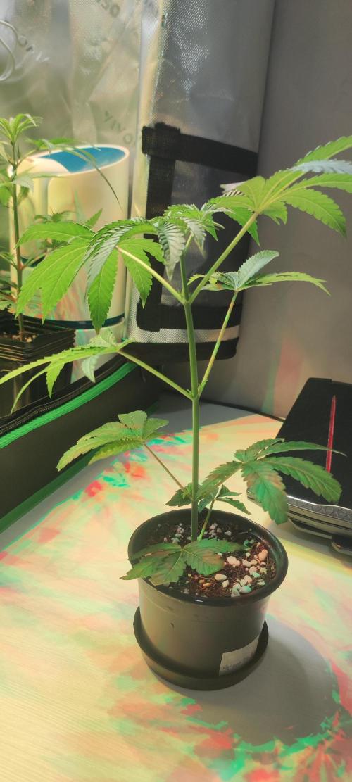 Grape Pie #1. Week 2