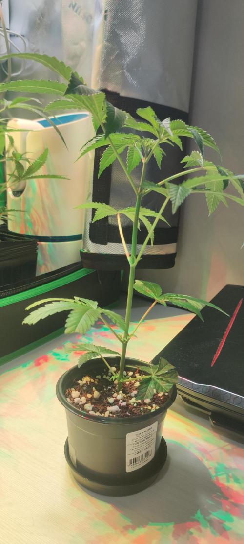 Grape Pie #1. Week 2