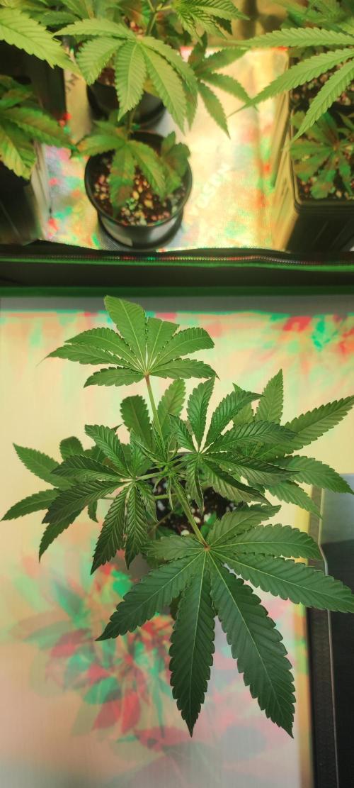 Grape Pie #1. Week 2
