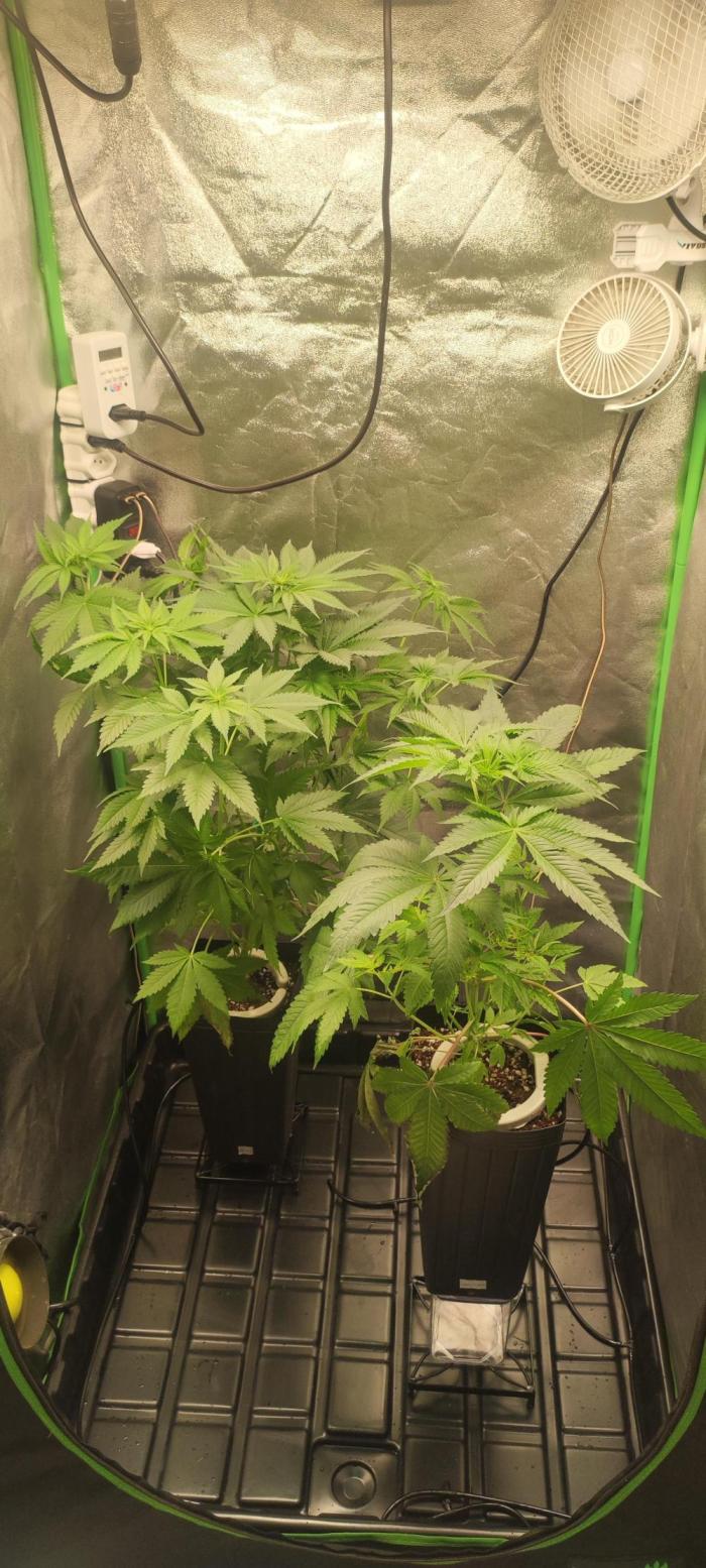 White Widow. Week 5