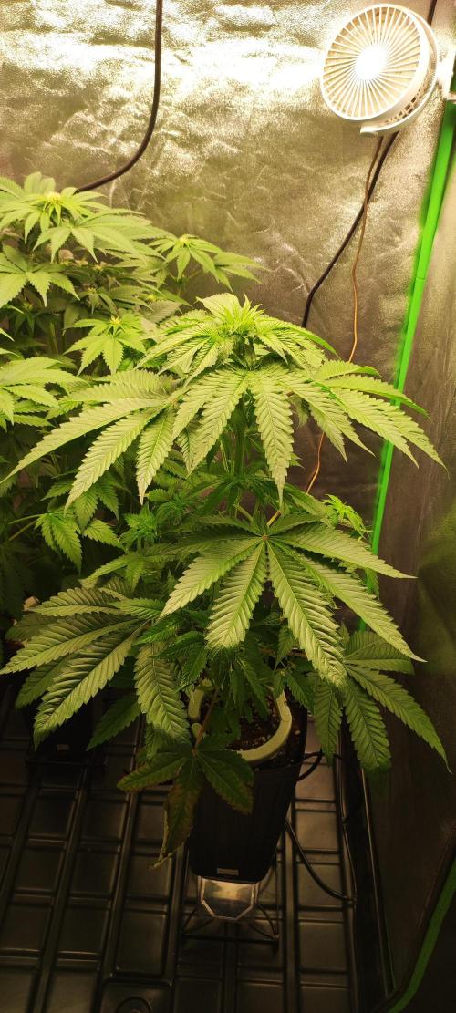 White Widow. Week 6
