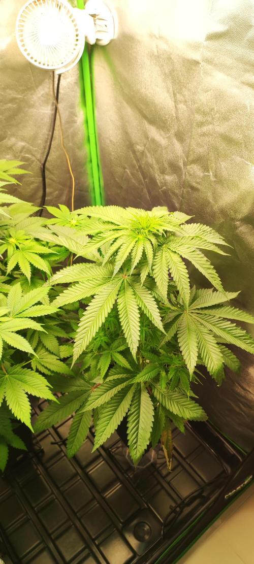 White Widow. Week 6