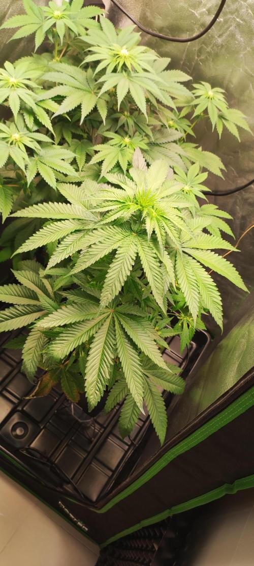 White Widow. Week 6