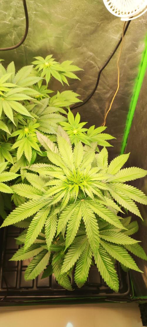 White Widow. Week 6